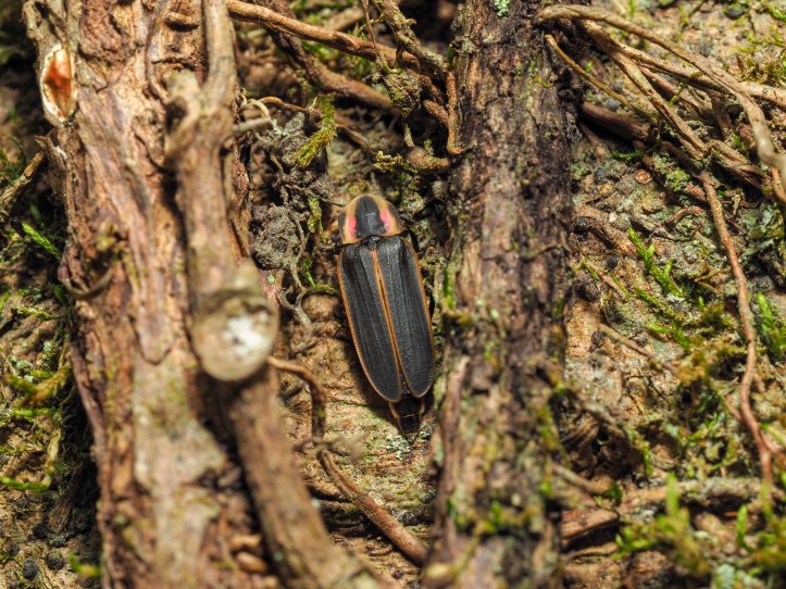 Big Dipper Firefly (Photinus pyralis) on tree with moss